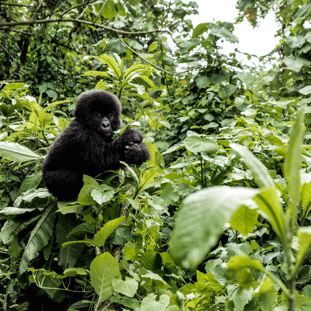 Get to know the Congo!