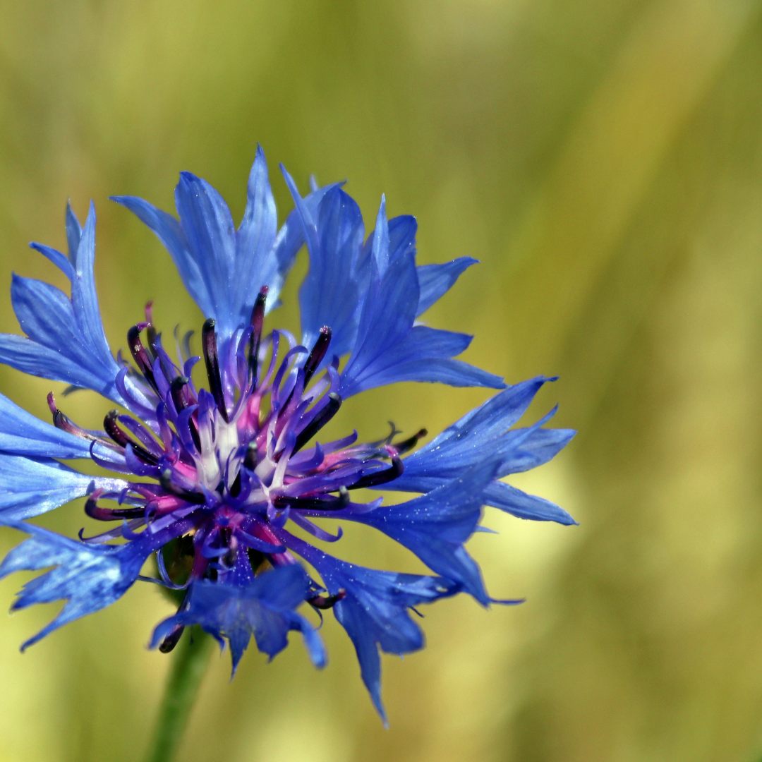 Célébration du 8 mai